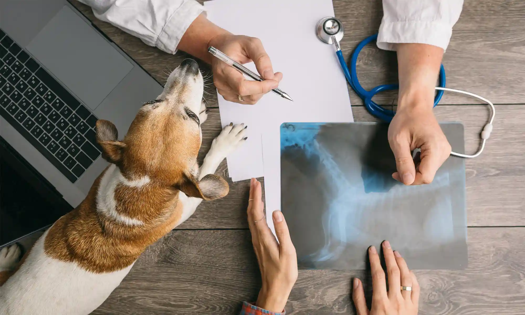 Veterinarian reviewing x-ray with patient and owner