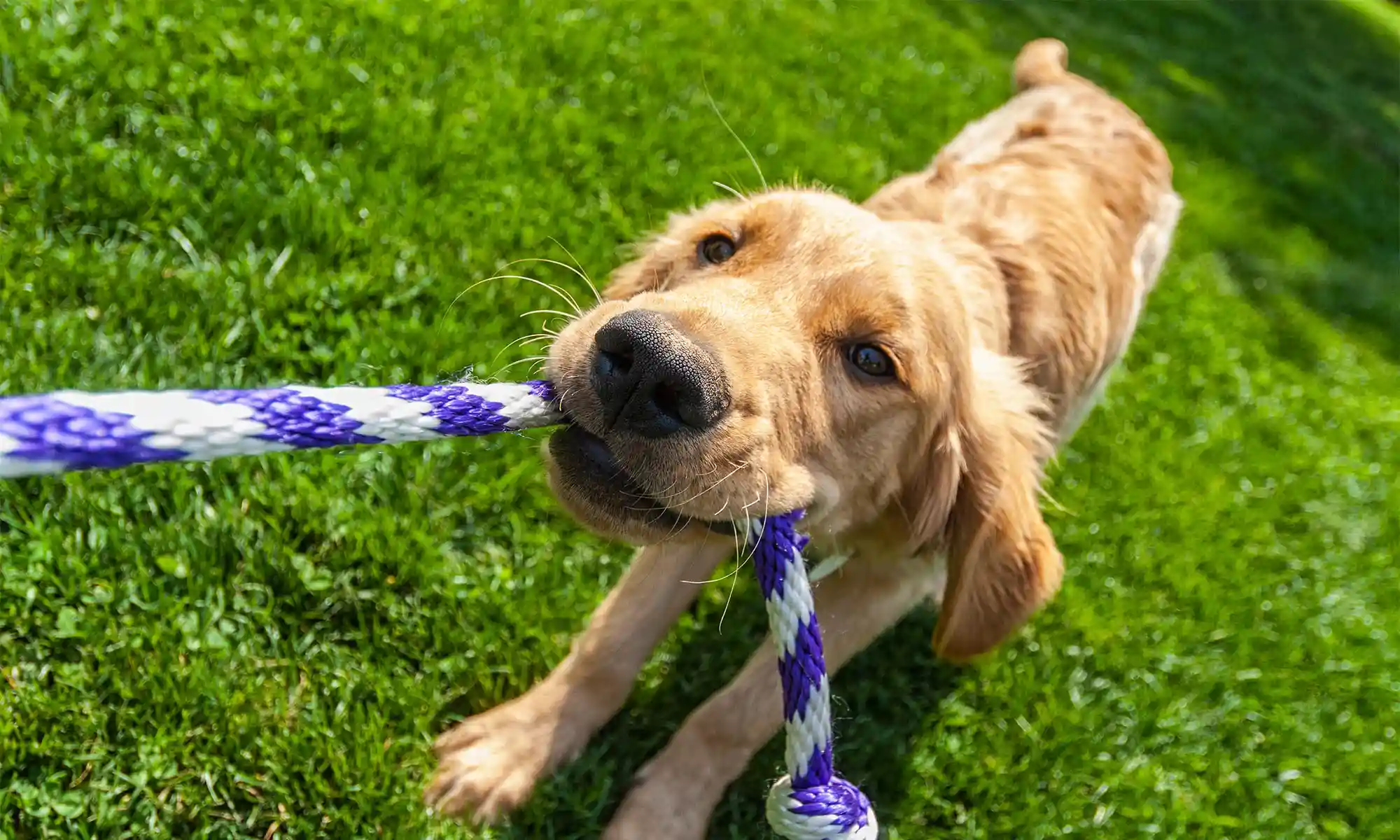 A dog tugging a rope