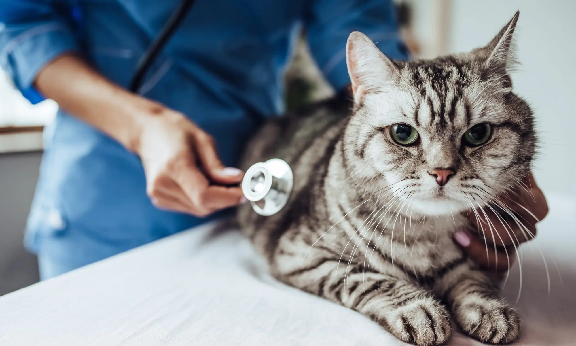 Cat being examined with stethoscope