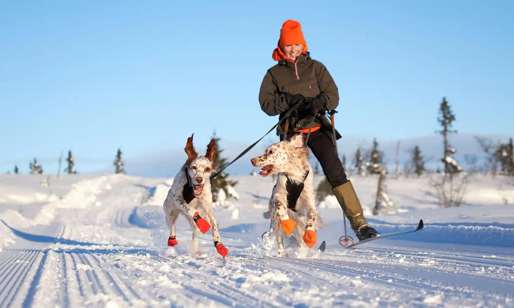 Dogs out for a run in the snow