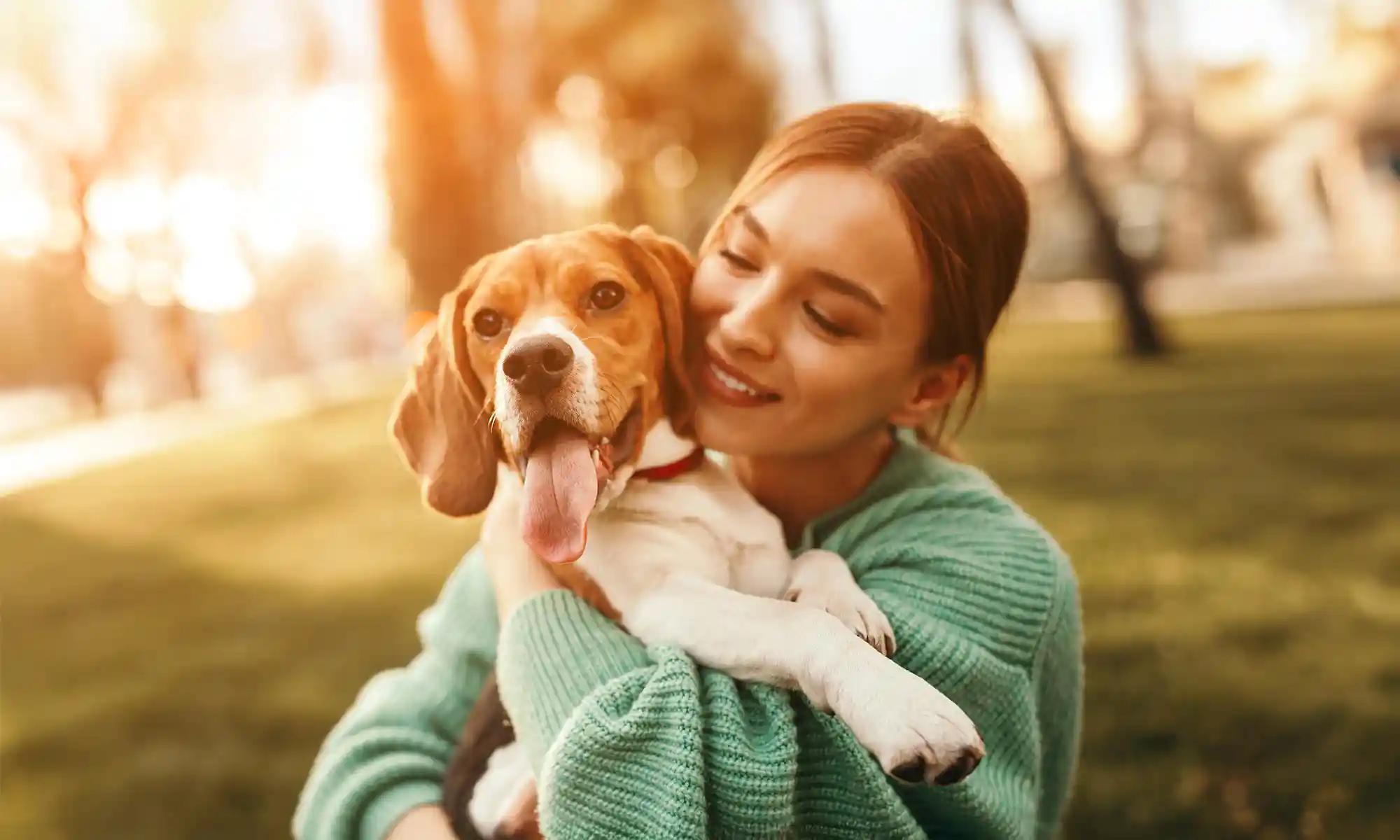 A beagle with their human