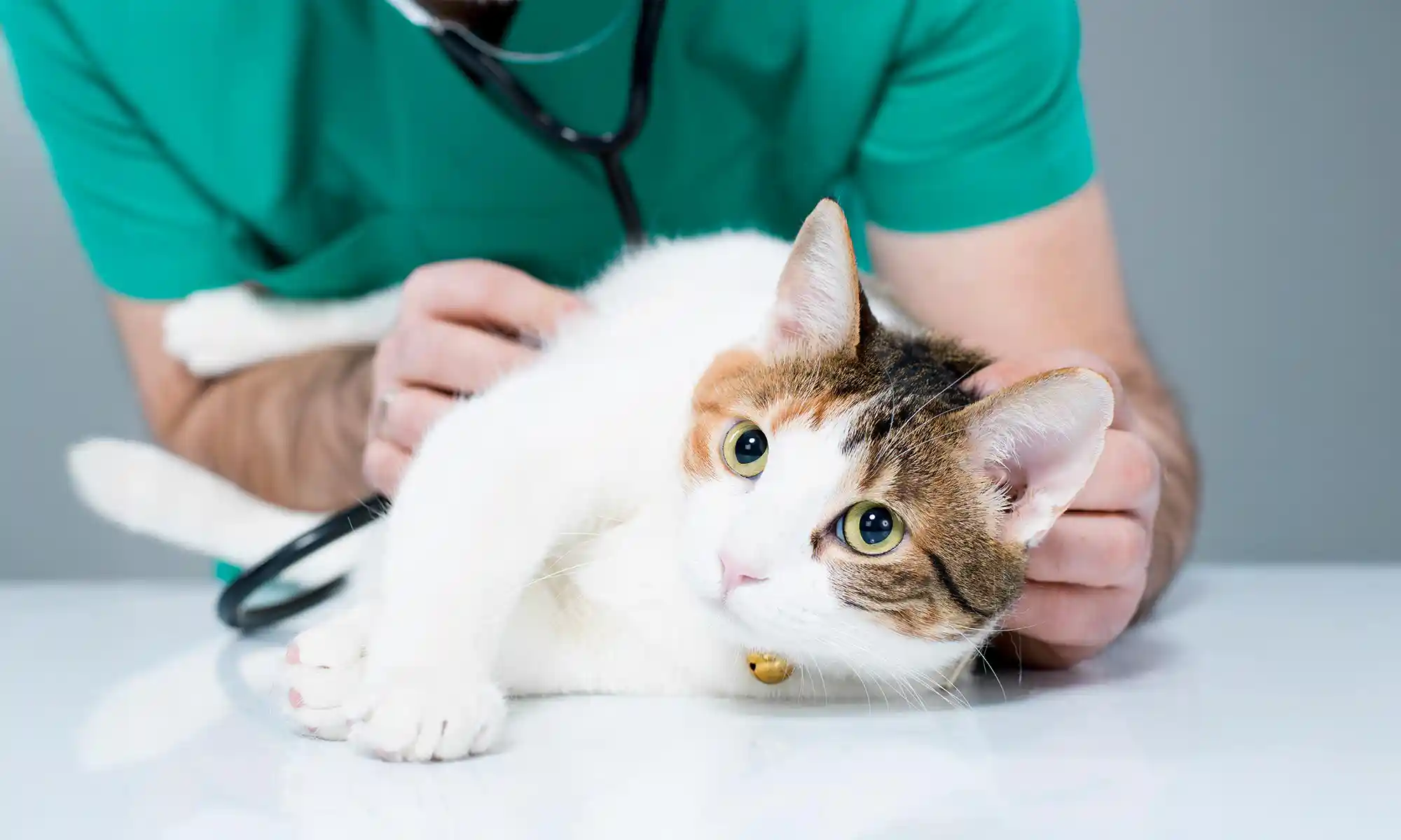 A cat being examined