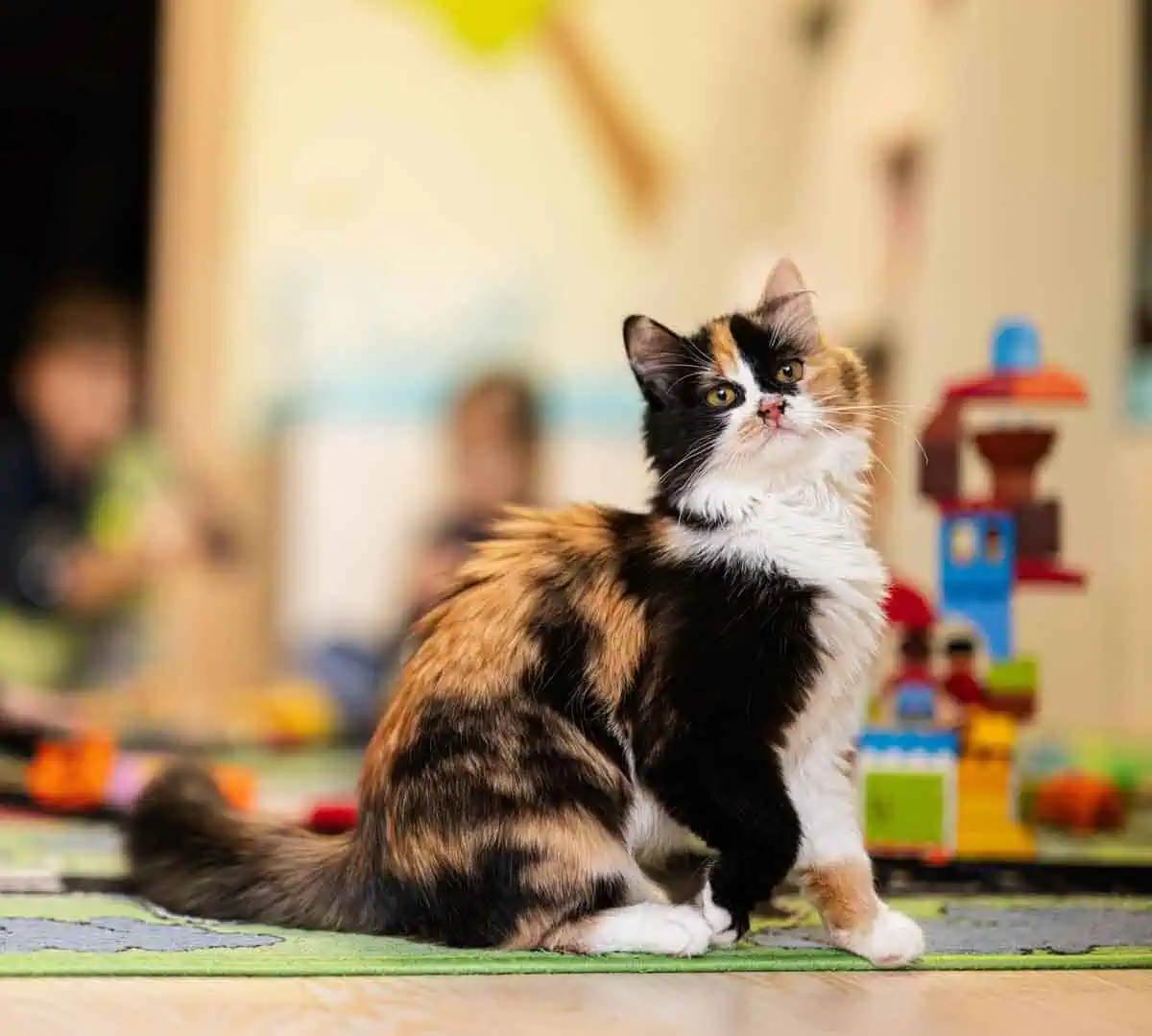 Cat looking at camera