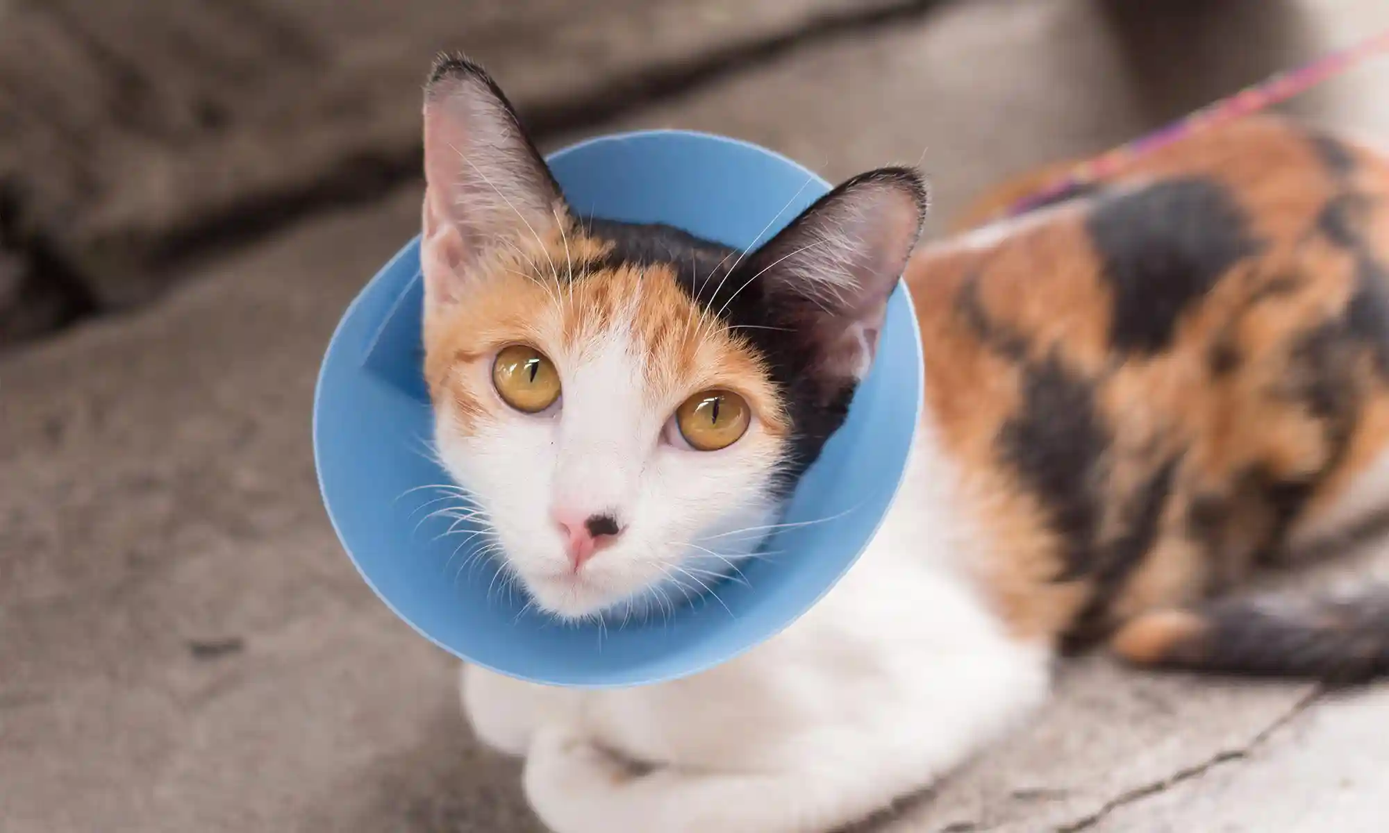A cat with an e-collar